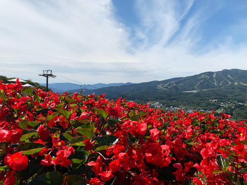 Beautiful flower garden with blooming begonias 04