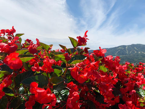 Beautiful flower garden with blooming begonias 03
