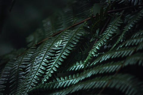 Close-up of forest fern, metaphor for gloom