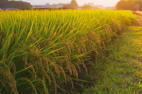 Field of ripe rice at dusk