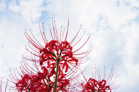 Autumn, blue sky and clouds, red beautiful higanbana, spider lilies, licorice