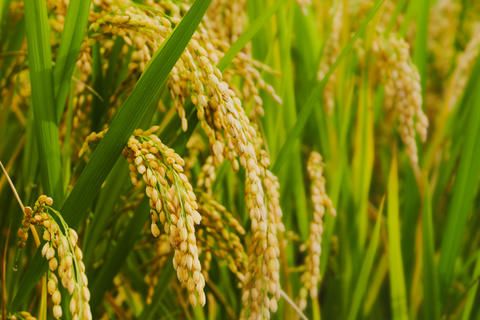 Ears of rice before harvest, autumn, in the rice paddies