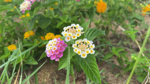 Purple and white flowers on the roadside