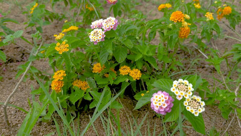 Little flowers of this color on the side of the road