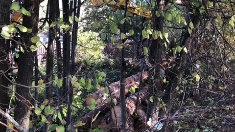 Forestry feller buncher cutting down trees Animated GIF 28147052 ...