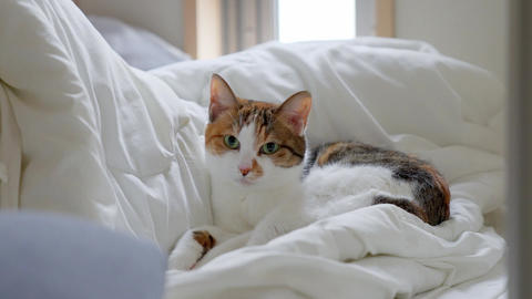 Cute calico cat
