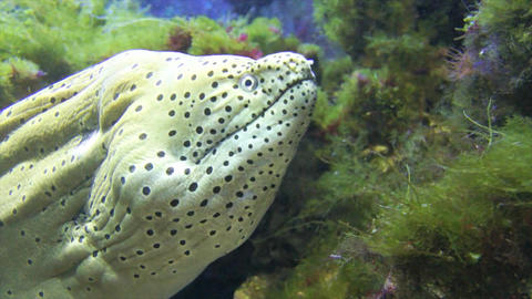 aqualife