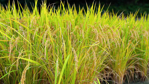 Rice fields at dusk, rice before harvest, nature' GIF 動畫 28233218 ...