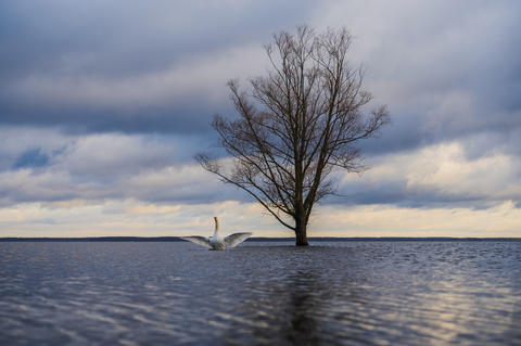 Swan and Tree