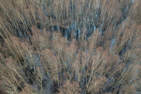 Birch Trees in Spring Flood