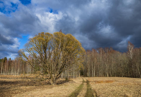 Spring Evening