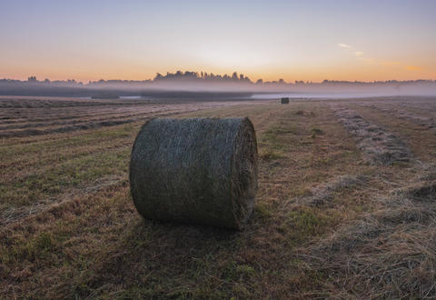 Early Summer Morning