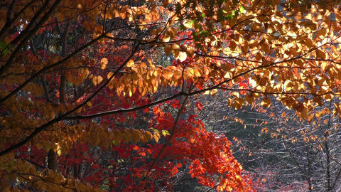 Natur