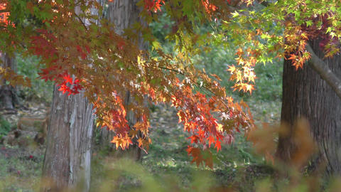 Natur