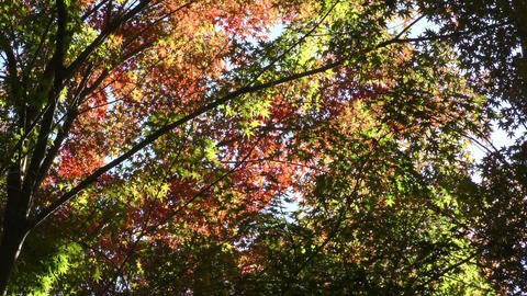 Natur