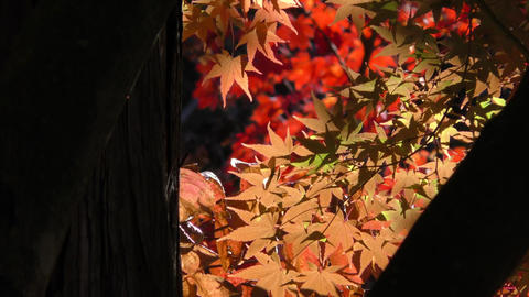 Natur