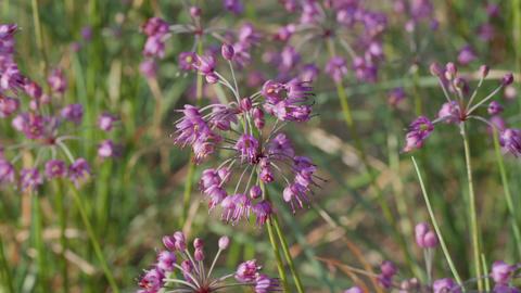 This is a picture of rakkyo flowers.2