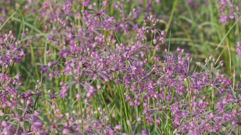 This is a picture of Pickled scallions flowers.3
