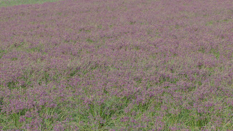 This is a picture of Pickled scallions flowers.4