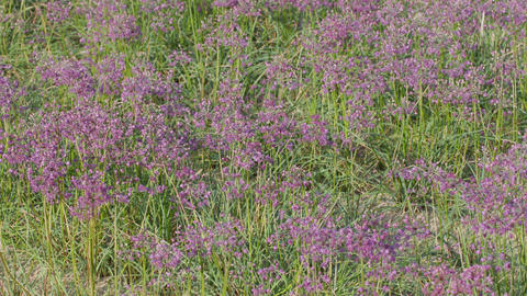 This is a picture of Pickled scallions flowers.5