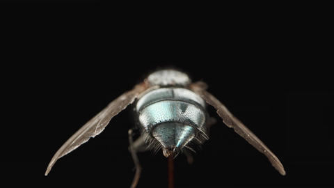 A rear view of the fly, focusing on its green back, as t GIF 28461754 ...