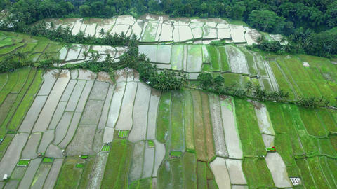 Green Nature Landscape of Rice Fields and Husbandry in GİF 28487780 ...