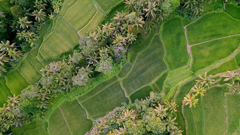 Green Nature Landscape of Rice Fields and Husbandry in F GIF 28587371 ...