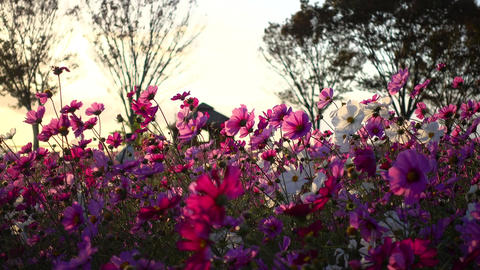 Beautiful cosmos field at dusk, cosmos in full bloom swaying in the autumn breeze