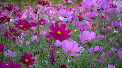 Beautiful cosmos field at dusk, cosmos in full bloom swaying in the autumn breeze