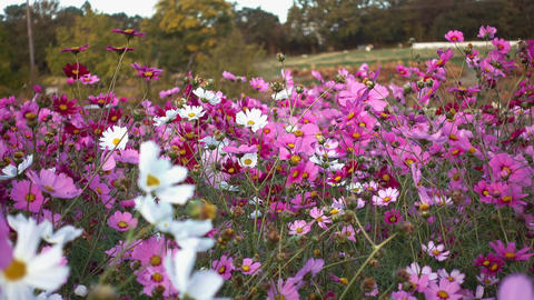 Beautiful cosmos field at dusk, cosmos in full bloom swaying in the autumn breeze