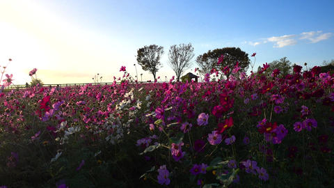 Beautiful cosmos field at dusk, cosmos in full bloom swaying in the autumn breeze