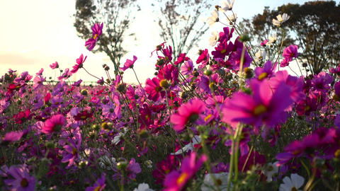 Beautiful cosmos field at dusk, cosmos in full bloom swaying in the autumn breeze