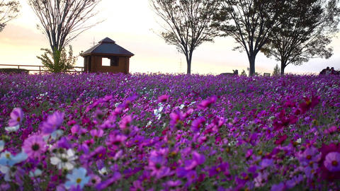 Beautiful cosmos field at dusk, cosmos in full bloom swaying in the autumn breeze