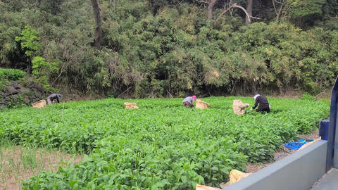 Farming, harvesting, plants, field farming, sprin GIF 動畫 28735122 ...