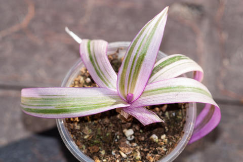 Tradescantia spathacea Rhoeo variegated pink plant in a pot