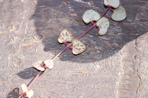 String of hearts, Ceropegia Woodii variegata vine