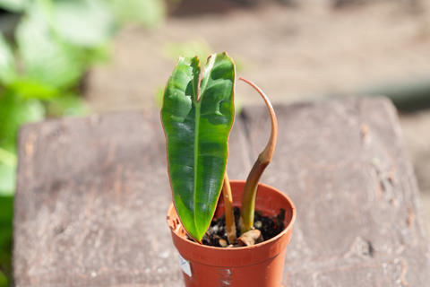 Philodendron Billietiae Orange Stem Petiole