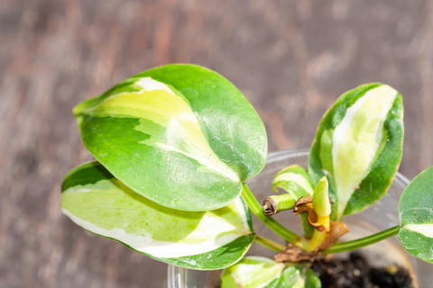 Philodendron Brasil tricolor, Gabby, Cream Splash top cutting