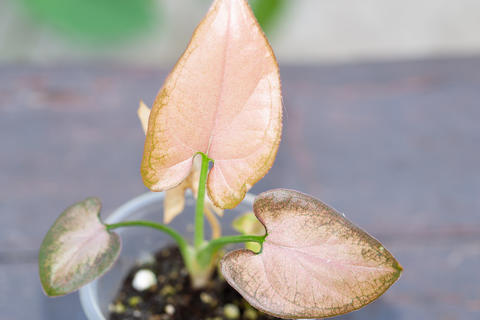 Syngonium pink Orm Nak mutation baby plant