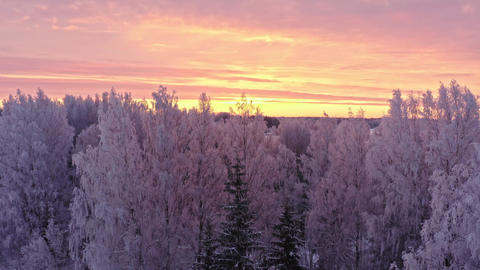 White Frost Covered Trees