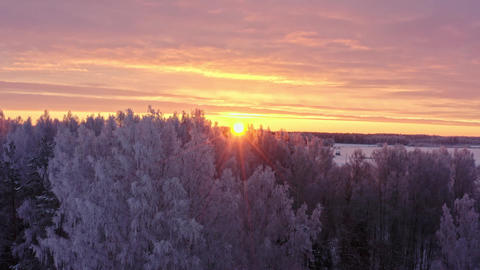 Flight Above Winter Forest