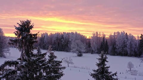 Spruce Trees in Cold Winter