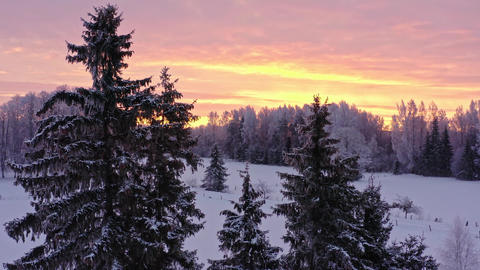 Aeril View of Spruce Trees