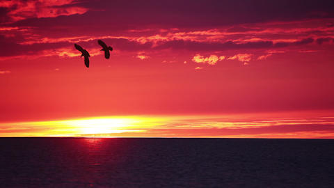 Sunset over Sea and Birds