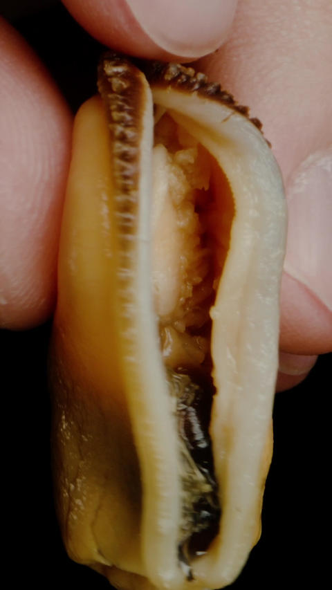 Vertical video. Mussel lips. Close-up of a finger climbi GIF 29020176 ...