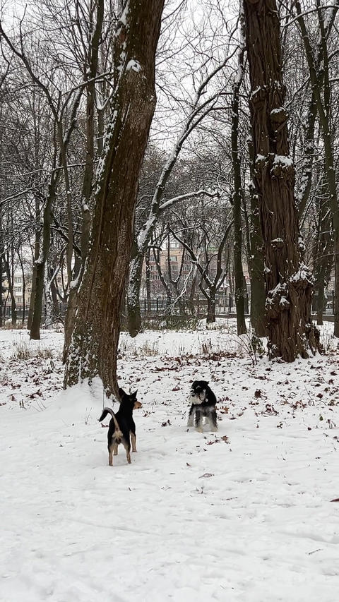 Two stray dogs. Two dogs are wandering around the countr GIF 29086671 ...
