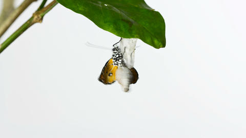 TL Butterfly Emer on leaf