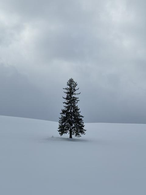 winter tree, winter, snow, snowfield, snowfall, Japan, white