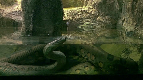 The Reticulated python is the largest snake in the