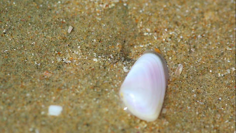 Clams